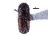  ( - CCDB-22986-A05)  @11 [ ] CreativeCommons - Attribution (2015) CBG Photography Group Centre for Biodiversity Genomics