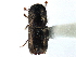  ( - CCDB-22986-A09)  @11 [ ] CreativeCommons - Attribution (2015) CBG Photography Group Centre for Biodiversity Genomics