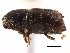  ( - CCDB-22986-A12)  @11 [ ] CreativeCommons - Attribution (2015) CBG Photography Group Centre for Biodiversity Genomics