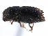  ( - CCDB-22986-B12)  @11 [ ] CreativeCommons - Attribution (2015) CBG Photography Group Centre for Biodiversity Genomics