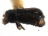  ( - CCDB-22986-C06)  @11 [ ] CreativeCommons - Attribution (2015) CBG Photography Group Centre for Biodiversity Genomics