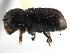  ( - CCDB-22986-C08)  @11 [ ] CreativeCommons - Attribution (2015) CBG Photography Group Centre for Biodiversity Genomics