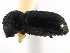  ( - CCDB-22986-C09)  @13 [ ] CreativeCommons - Attribution (2015) CBG Photography Group Centre for Biodiversity Genomics