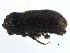  ( - CCDB-22986-D10)  @11 [ ] CreativeCommons - Attribution (2015) CBG Photography Group Centre for Biodiversity Genomics