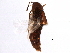  ( - CCDB-22988-B01)  @11 [ ] CreativeCommons - Attribution (2015) CBG Photography Group Centre for Biodiversity Genomics