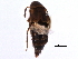  ( - CCDB-22988-B05)  @11 [ ] CreativeCommons - Attribution (2015) CBG Photography Group Centre for Biodiversity Genomics