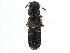  ( - CCDB-22988-G11)  @11 [ ] CreativeCommons - Attribution (2015) CBG Photography Group Centre for Biodiversity Genomics