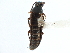  ( - CCDB-23049-E03)  @11 [ ] CreativeCommons - Attribution (2015) CBG Photography Group Centre for Biodiversity Genomics