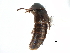 ( - CCDB-23049-E05)  @11 [ ] CreativeCommons - Attribution (2015) CBG Photography Group Centre for Biodiversity Genomics