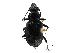  (Blethisa hudsonica - CCDB-23050-D12)  @14 [ ] CreativeCommons - Attribution (2015) CBG Photography Group Centre for Biodiversity Genomics