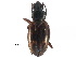  (Bembidion incrematum - CCDB-23051-B01)  @15 [ ] CreativeCommons - Attribution (2015) CBG Photography Group Centre for Biodiversity Genomics