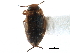  ( - CCDB-23052-C08)  @11 [ ] CreativeCommons - Attribution (2015) CBG Photography Group Centre for Biodiversity Genomics