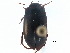  ( - CCDB-23054-D07)  @11 [ ] CreativeCommons - Attribution (2015) CBG Photography Group Centre for Biodiversity Genomics