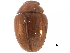  (Anogdus dissimilis - CCDB-23055-D03)  @14 [ ] CreativeCommons - Attribution (2015) CBG Photography Group Centre for Biodiversity Genomics