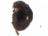  ( - CCDB-23055-F12)  @11 [ ] CreativeCommons - Attribution (2015) CBG Photography Group Centre for Biodiversity Genomics