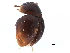  ( - CCDB-23055-G01)  @11 [ ] CreativeCommons - Attribution (2015) CBG Photography Group Centre for Biodiversity Genomics
