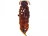  ( - CCDB-23056-A02)  @11 [ ] CreativeCommons - Attribution (2015) CBG Photography Group Centre for Biodiversity Genomics