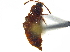 ( - CCDB-23056-A03)  @11 [ ] CreativeCommons - Attribution (2015) CBG Photography Group Centre for Biodiversity Genomics