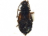  ( - CCDB-23056-C03)  @11 [ ] CreativeCommons - Attribution (2015) CBG Photography Group Centre for Biodiversity Genomics