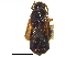  ( - CCDB-23056-C06)  @11 [ ] CreativeCommons - Attribution (2015) CBG Photography Group Centre for Biodiversity Genomics
