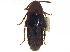  ( - CCDB-23056-G01)  @11 [ ] CreativeCommons - Attribution (2015) CBG Photography Group Centre for Biodiversity Genomics
