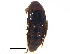  ( - CCDB-23056-G03)  @11 [ ] CreativeCommons - Attribution (2015) CBG Photography Group Centre for Biodiversity Genomics