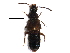  ( - CCDB-23059-A12)  @11 [ ] CreativeCommons - Attribution (2015) CBG Photography Group Centre for Biodiversity Genomics