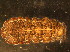  ( - NZ_12_1)  @13 [ ] Copyright (2010) Unspecified South Australian Museum