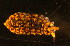  ( - NZ_216_1)  @11 [ ] Copyright (2010) Unspecified South Australian Museum