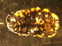  ( - NZ_130_1)  @13 [ ] Copyright (2010) Unspecified South Australian Museum