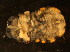  (Platanurida sp. 3-MS - NZ_130_1)  @13 [ ] Copyright (2010) Unspecified South Australian Museum