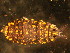  ( - NZ_184_1)  @13 [ ] Copyright (2010) Unspecified South Australian Museum