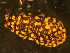  ( - NZ_224_1)  @12 [ ] Copyright (2010) Unspecified South Australian Museum