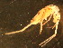  (Cremastocephalini - NZ_258_8)  @11 [ ] Copyright (2010) Unspecified South Australian Museum