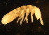  ( - NZ_3_1)  @11 [ ] Copyright (2010) Unspecified South Australian Museum