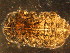  (Platanurida sp. 5-MS - NZ_31_1)  @14 [ ] Copyright (2010) Unspecified South Australian Museum