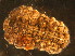  ( - NZ_32_1)  @13 [ ] Copyright (2010) Unspecified South Australian Museum