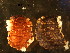  (Platanurida sp. 2-MS - NZ_56_1)  @13 [ ] Copyright (2010) Unspecified South Australian Museum