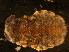  (Platanurida sp. 1-MS - NZ_70_1)  @13 [ ] Copyright (2010) Unspecified South Australian Museum