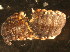  ( - NZ_74_1)  @13 [ ] Copyright (2010) Unspecified South Australian Museum