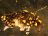  ( - NZ_92_3)  @13 [ ] Copyright (2010) Unspecified South Australian Museum