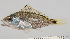 (Lutjanus gibbus - M0201_091)  @15 [ ] Copyright (2015) Henitsoa JAONALISON IH.SM