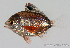  (Plectroglyphidodon dickii - R0301_391)  @14 [ ] Copyright (2015) Adeline COLLET, OCEA Consult IRD