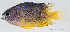  ( - R0501_103)  @11 [ ] Copyright (2015) Adeline COLLET, OCEA Consult IRD