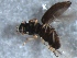  (Hydrochus obsoletus - MDFRC_CO0049)  @13 [ ] CreativeCommons - Attribution (2014) Murray-Darling Freshwater Research Centre Murray-Darling Freshwater Research Centre