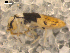  (Entomobrya clitellaria - BIOUG00038-02)  @14 [ ] CreativeCommons - Attribution  CBG Photography Group Centre for Biodiversity Genomics