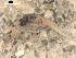  ( - BIOUG00038-25)  @13 [ ] CreativeCommons - Attribution  CBG Photography Group Centre for Biodiversity Genomics