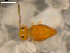  ( - BIOUG00038-72)  @13 [ ] CreativeCommons - Attribution  CBG Photography Group Centre for Biodiversity Genomics
