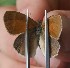  (Coenonympha california nipisiquit - N2016-173)  @12 [ ] CreativeCommons - Attribution (2016) S. Pinna Unspecified