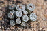  (Conophytum comptonii - ADH2)  @11 [ ] No Rights Reserved  Unspecified Unspecified